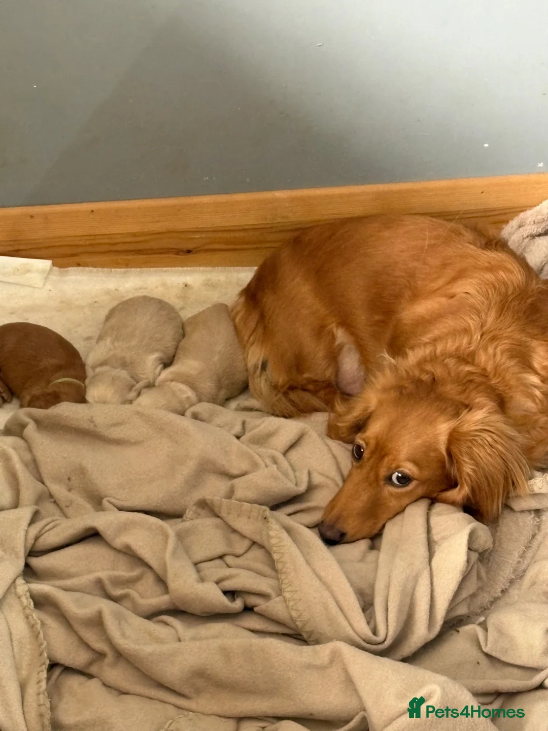 Miniature Dachshund dogs for sale: 3 delicious long hair miniature dachshund  - Advert 1