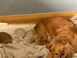 Miniature Dachshund dogs 3 delicious long hair miniature dachshund - Advert 16