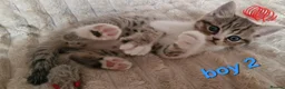 Exotic cats for sale: 4 beautiful exotic x kittens - Advert 12