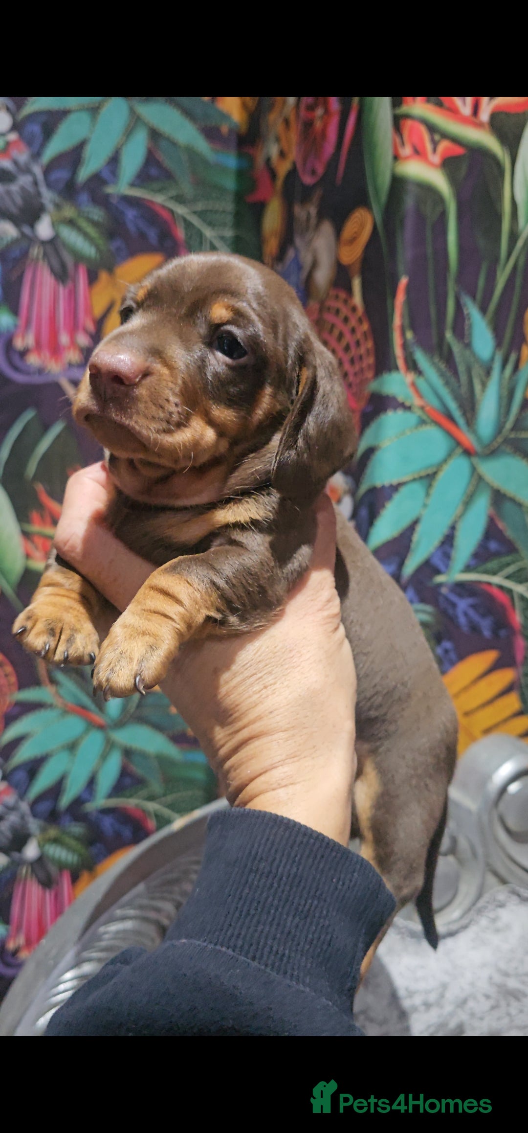 Miniature Dachshund dogs for sale: Miniature Smooth Dachshund Puppies  - Image 10