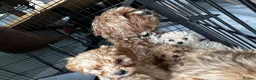 Cavapoo dogs for sale: Amazing F1B Cavapoos  - Advert 19