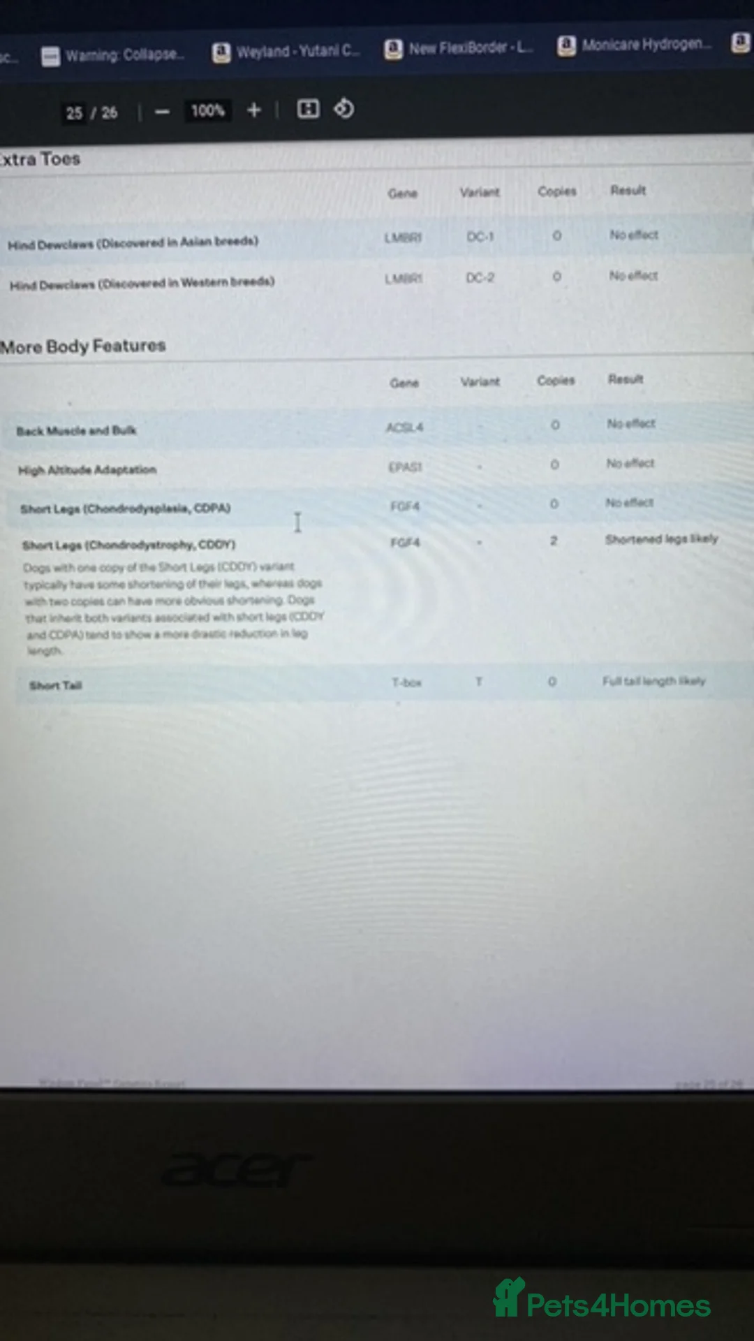 Cockapoo dogs for stud: DNA tested F1 Cockapoo stud  in London - Advert 20