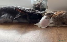 French Lop rabbits for sale: Meet Reggie and Pepper - Image 3