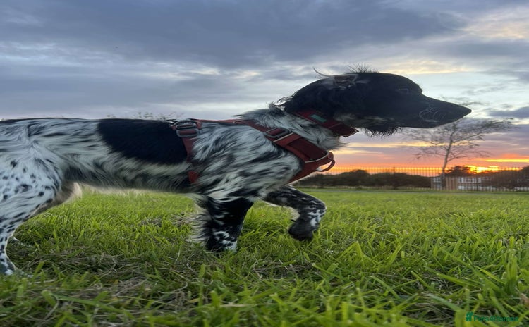Cocker Spaniel dogs - Advert 13
