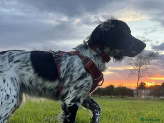 Cocker Spaniel dogs - Advert 11