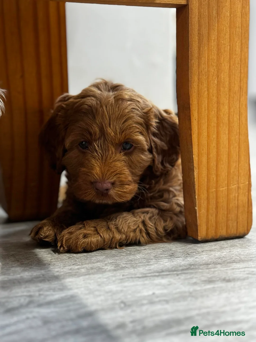 Cockapoo dogs for stud: Cockapoo for stud not for sale  in Taunton - Advert 7