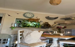 Platies fish for sale: Superfish 60l aquarium  - Advert 2