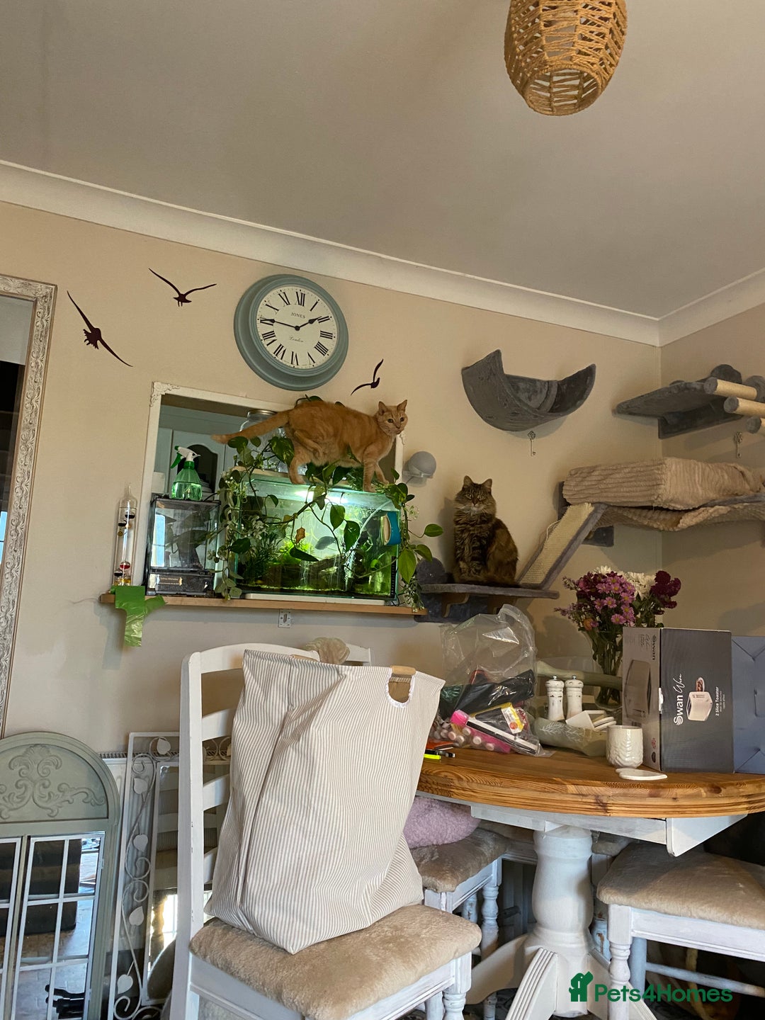 Platies fish for sale: Superfish 60l aquarium  - Advert 2