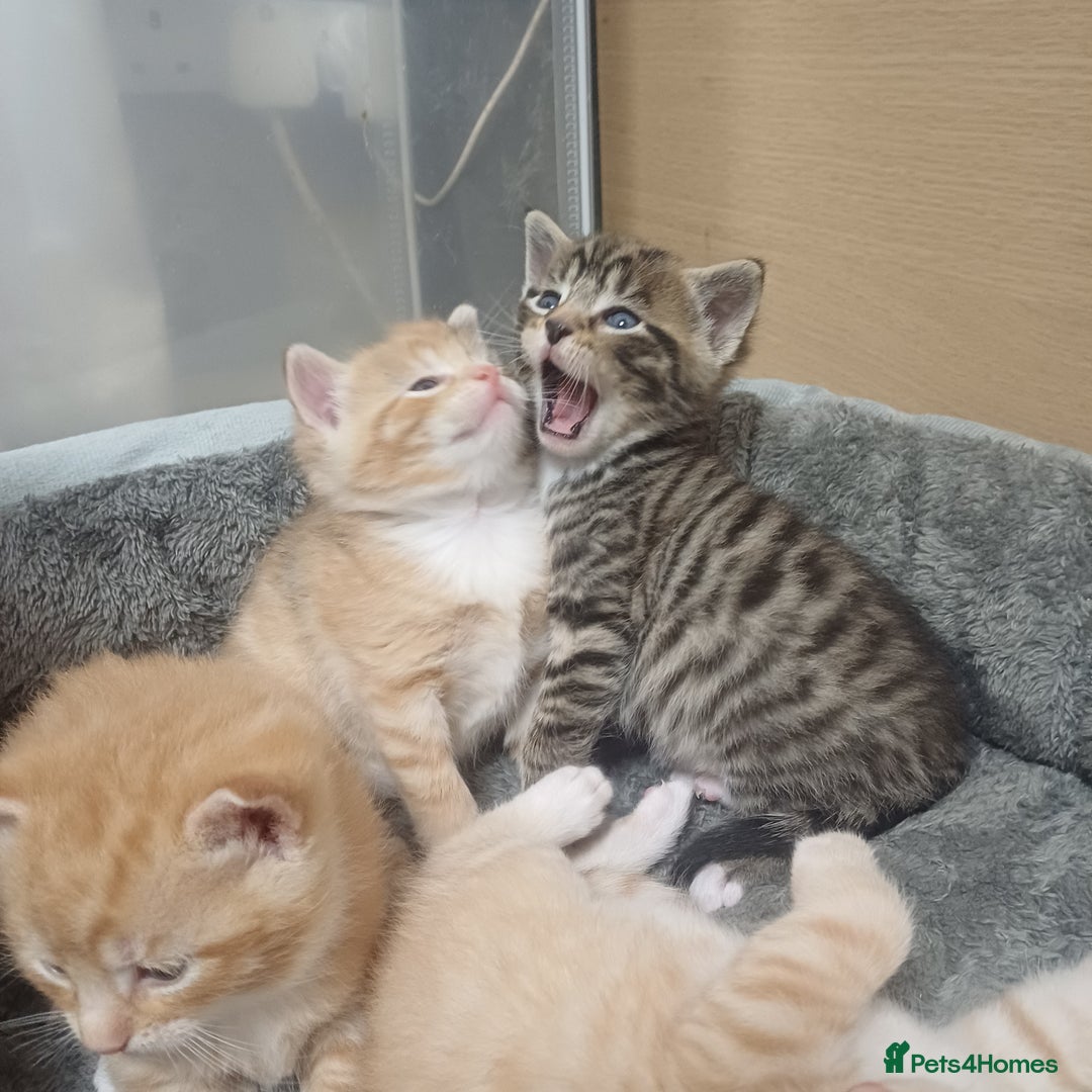 Mixed Breed cats for sale: Lovely kittens😻😻😽😽❤️ - Advert 11