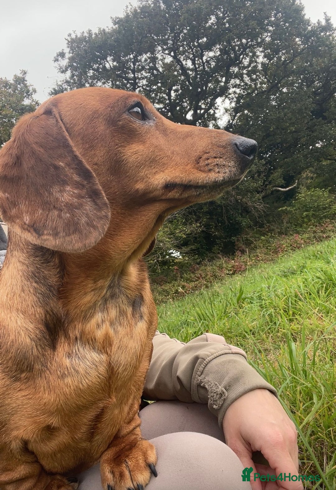 Miniature Dachshund dogs for sale: 2 miniature dachshunds £500 each - Advert 9