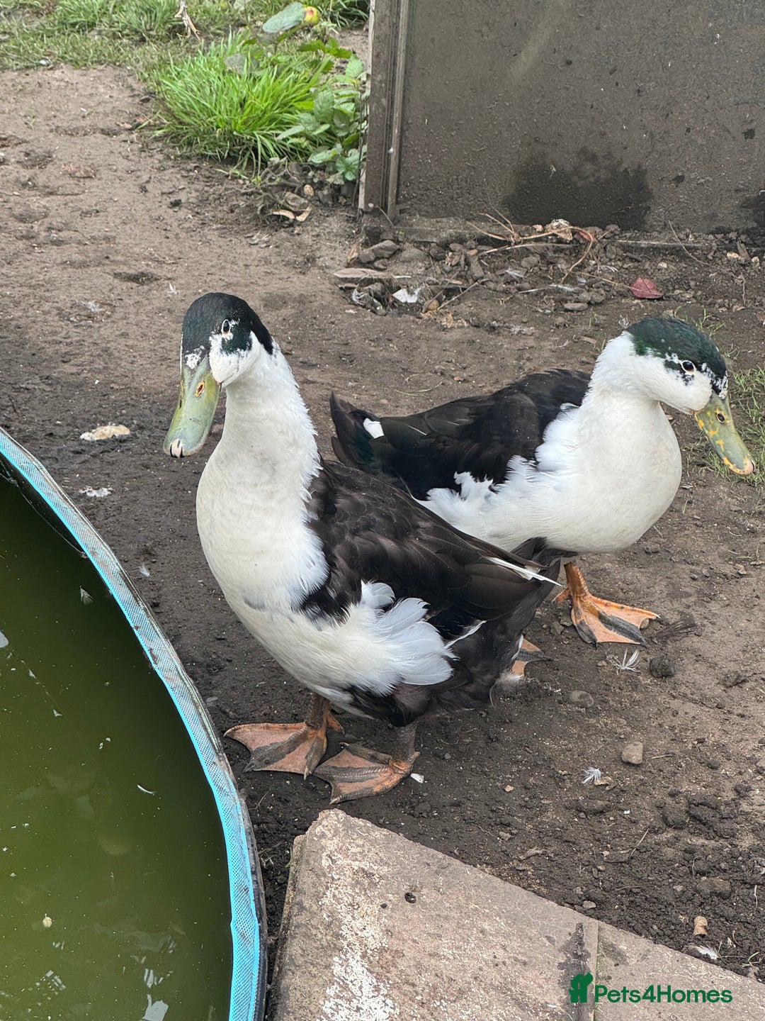 Ducks poultry for sale: 3 drakes for a good home, runner/campbell cross  - Image 4
