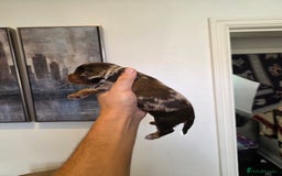 Cocker Spaniel dogs for sale: Kc registered mixed litter - Image 8