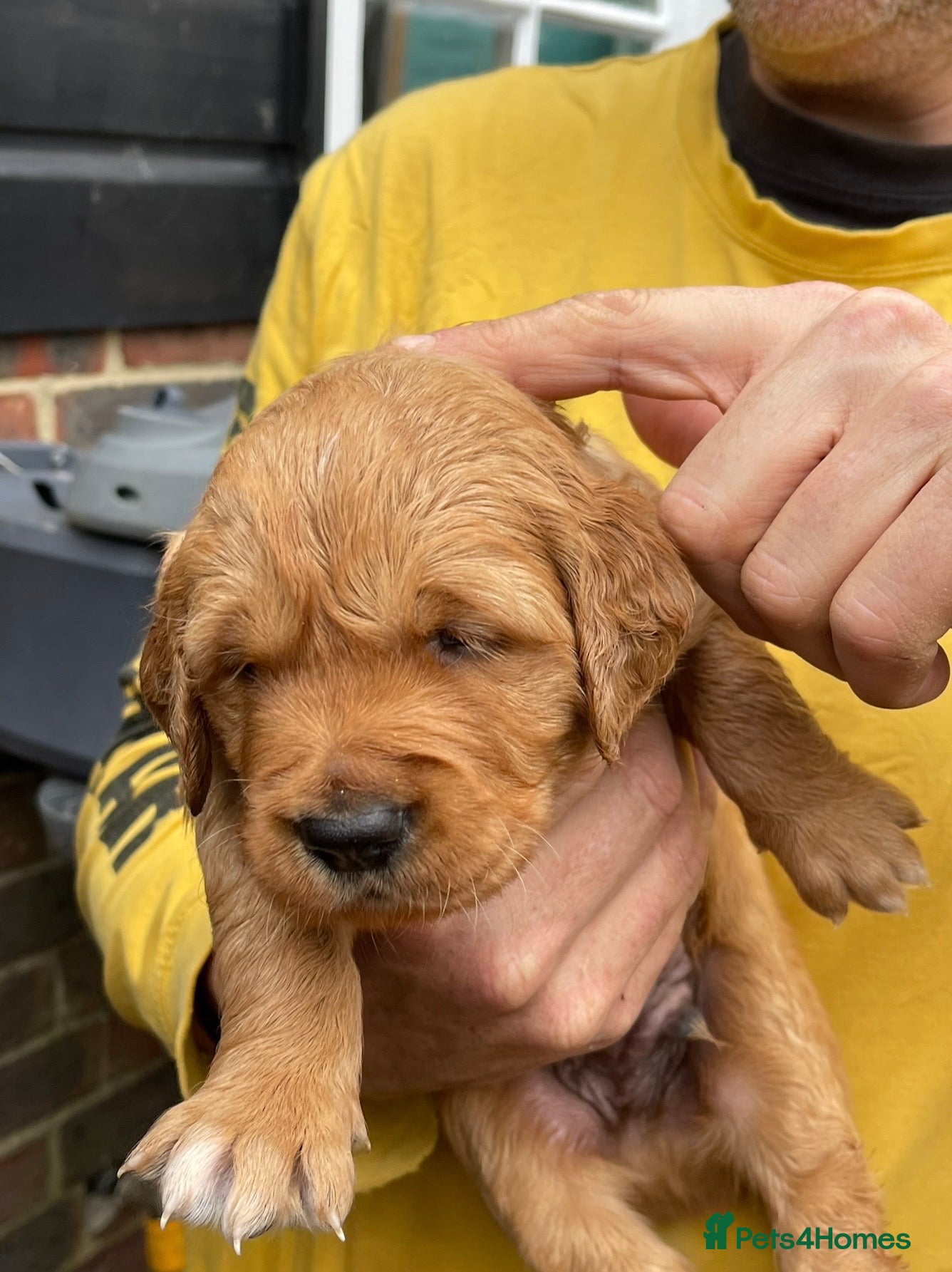 Golden Retriever dogs Beautiful dark golden retrievers KC Registered - Advert 12