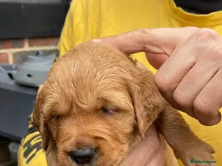 Golden Retriever dogs Beautiful dark golden retrievers KC Registered - Advert 12