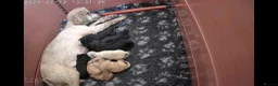 Toy Poodle dogs for sale: Toy poodle puppies  - Advert 5