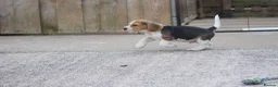 Beagle dogs for sale: Kc registered beagle puppy’s  - Advert 6
