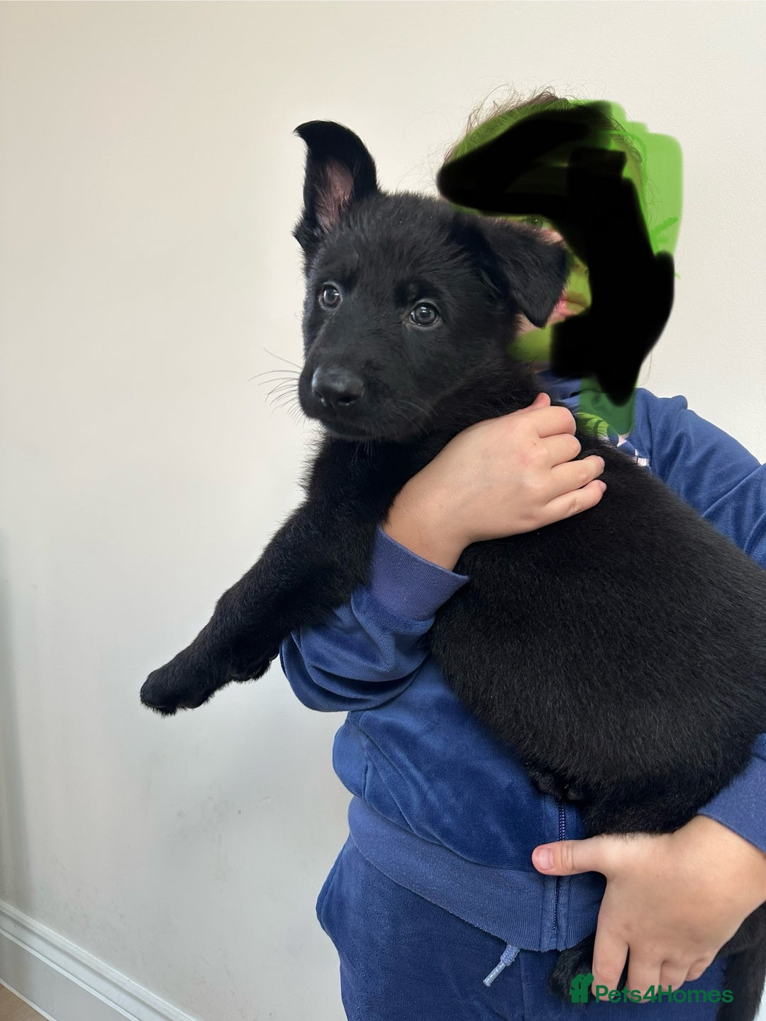 German Shepherd dogs for sale: Pure black german shepherd puppies - Image 8