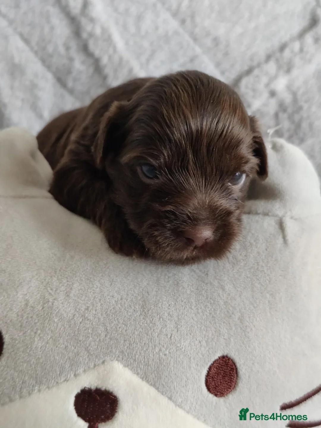 Yorkshire Terrier dogs for sale: Unique Chocolate and black Praline Yorkshire  - Advert 40