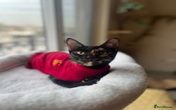 Mixed Breed cats for adoption: Bonded Sisters Lana and Reya 💕 - Image 4