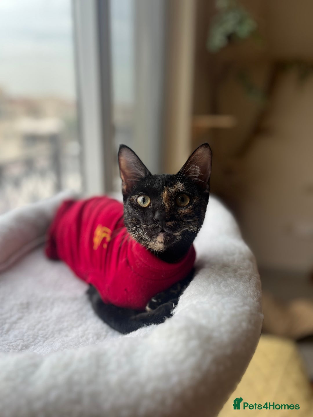 Mixed Breed cats for adoption: Bonded Sisters Lana and Reya 💕 - Image 4