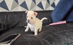 Mixed Breed dogs for sale: Adorable F1b Bullhuahua puppies - Image 12