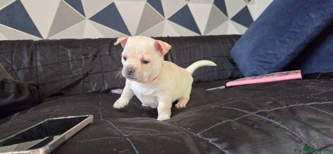 Mixed Breed dogs for sale: Adorable F1b Bullhuahua puppies - Image 12