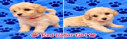 Poochon dogs for sale: 🐶 Poochon Toy Puppies Looking for Their Homes ❤️ in Caerphilly - Advert 13