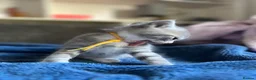 Mixed Breed cats for sale: 2 beautiful male kittens.  - Advert 16