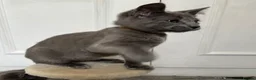 Russian Blue cats for sale: Russian Blue Kittens  - Advert 16