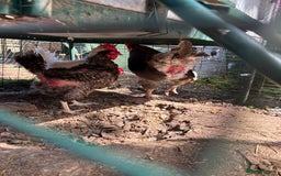 Chickens poultry for sale: Six Hybrid Hens and Rooster  - Image 2