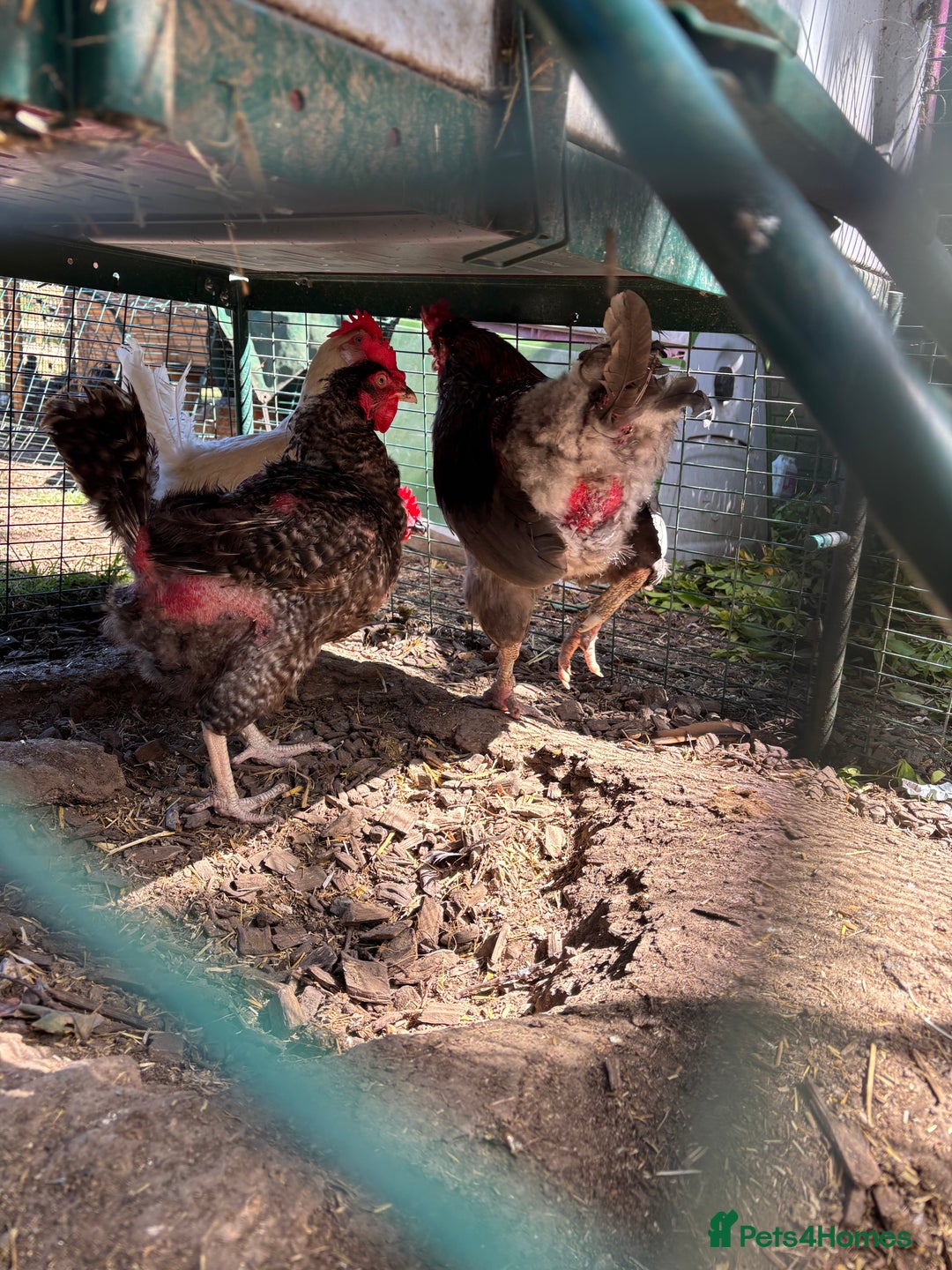 Chickens poultry for sale: Six Hybrid Hens and Rooster  - Image 2