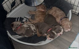 English Bulldog dogs for sale: English Bulldog Puppies - Image 13