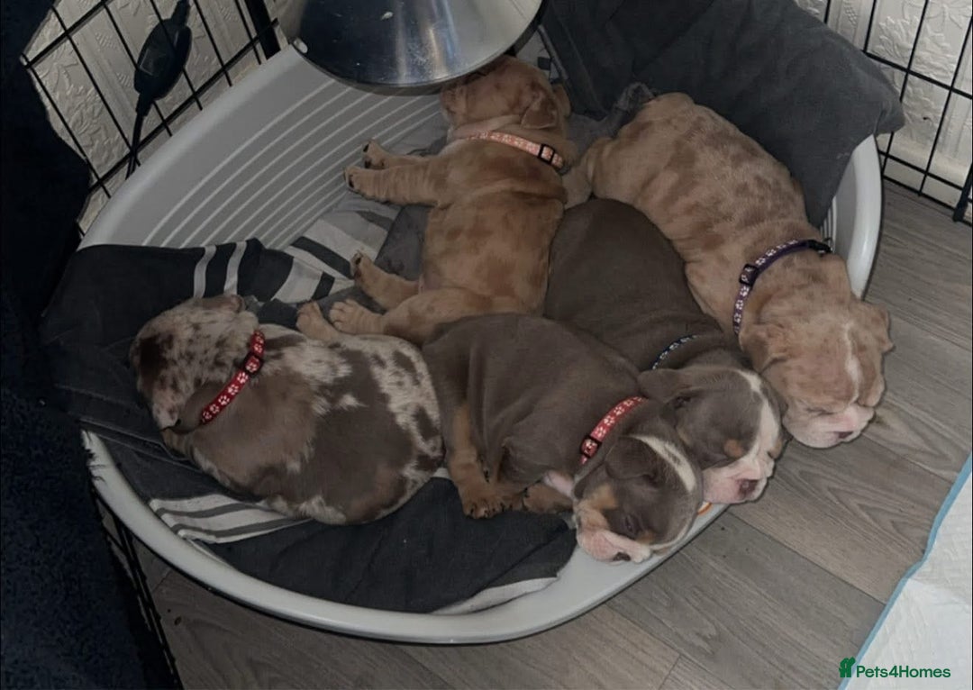 English Bulldog dogs for sale: English Bulldog Puppies - Image 13