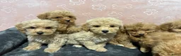 Maltipoo dogs for sale: ❤️Maltipoo F1 Babies💙 - Advert 4