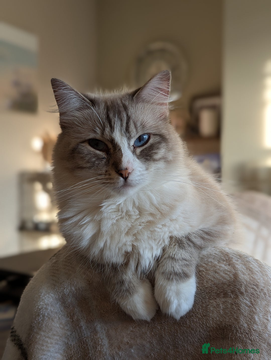 Maine Coon cats for sale: Maine coon X Ragdoll kittens - Image 6