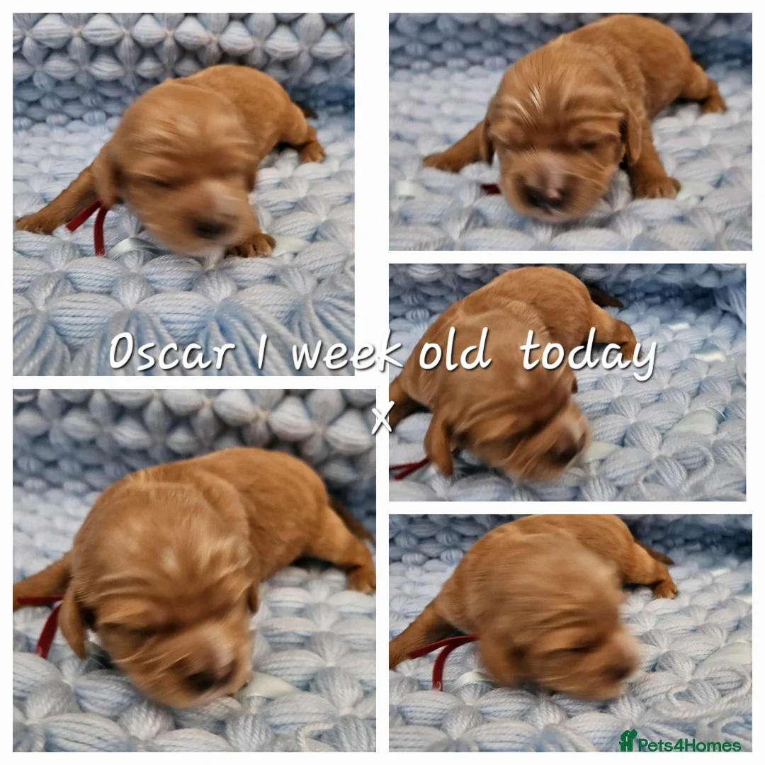 Toy Poodle dogs for stud:  stud toy poodle, KC reg and DNA tested and clear in Gloucester - Advert 25