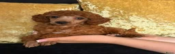 Miniature Poodle dogs for sale: Stunning Red Miniature Poodle Girl - Advert 35