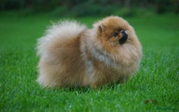 Pomeranian dogs for sale: Beautiful Pomeranian male for forever home  - Image 4
