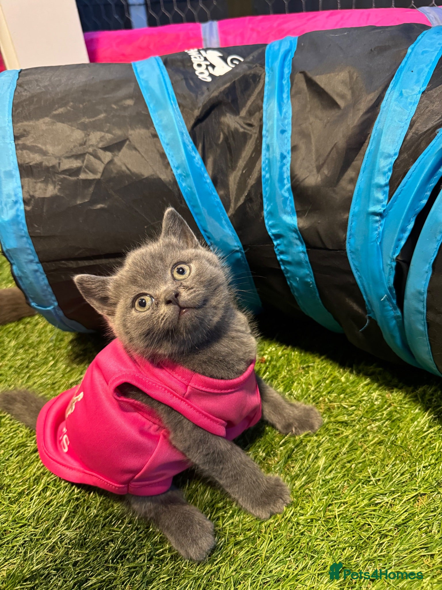 British Shorthair cats Pure breed British shorthair for sale in Denham - Advert 2
