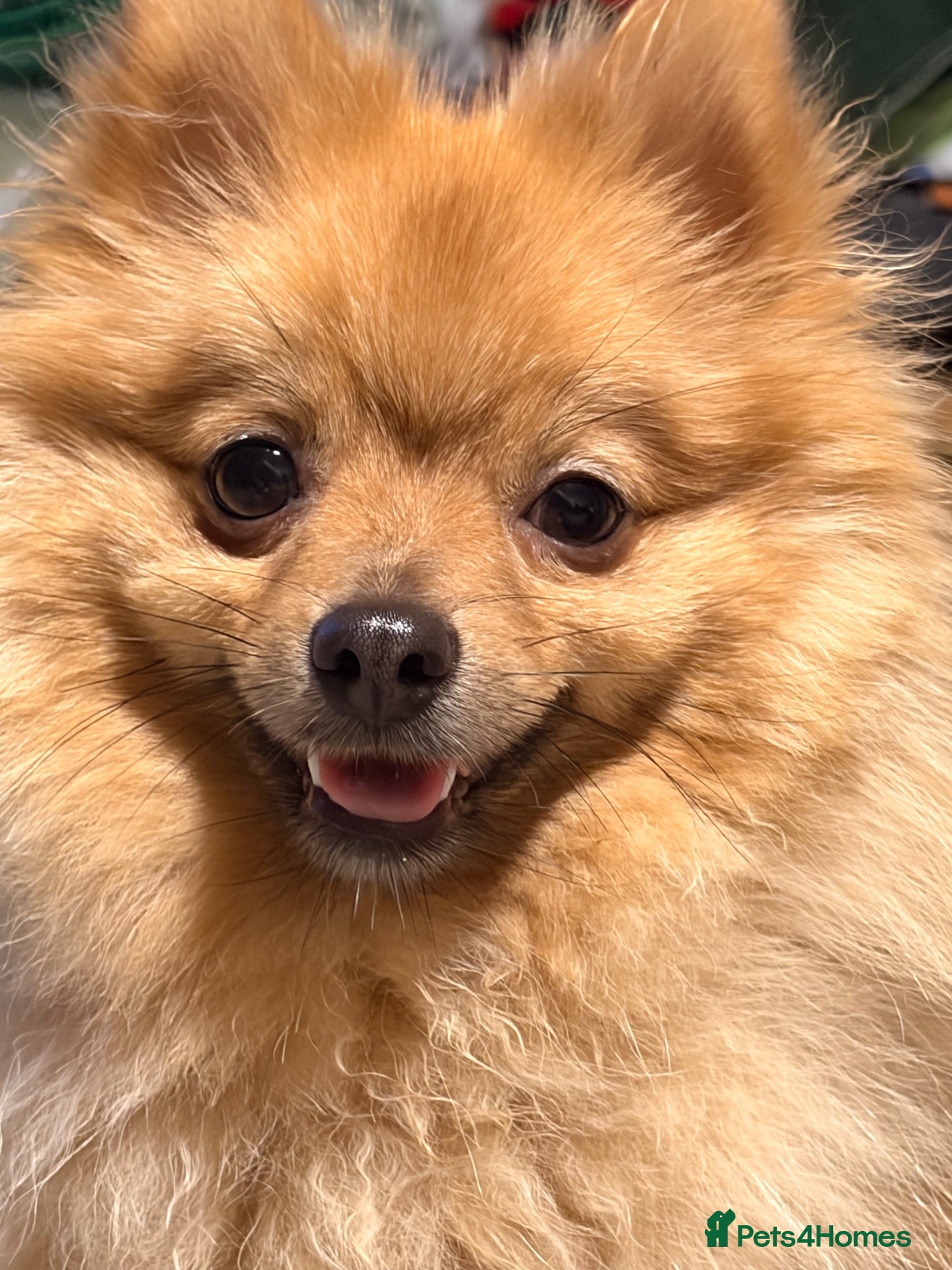 Pomeranian dogs Pomeranian  - Advert 5