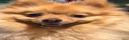 Pomeranian dogs for sale: Pomeranian  - Advert 1