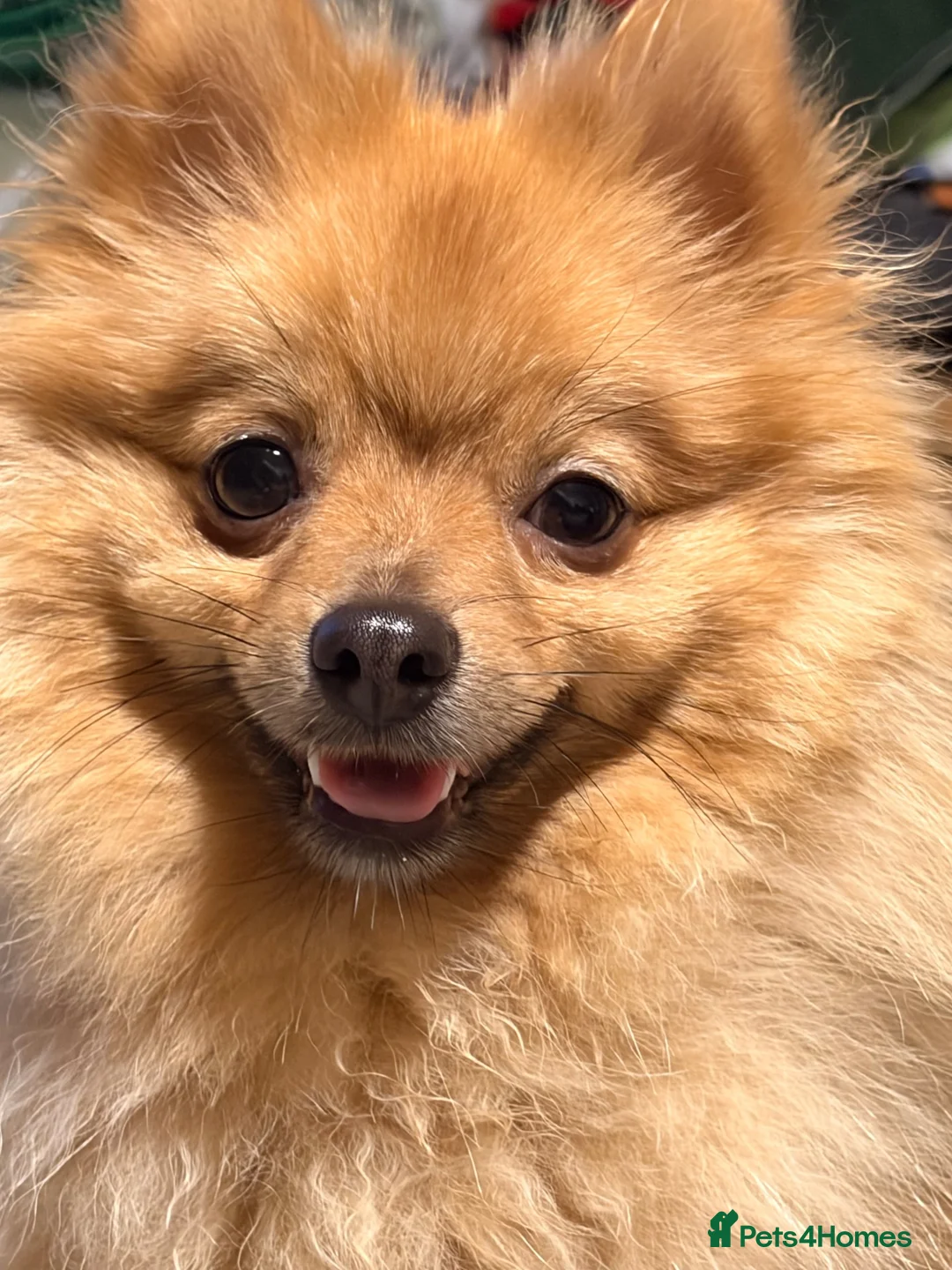 Pomeranian dogs for sale: Pomeranian  - Advert 1