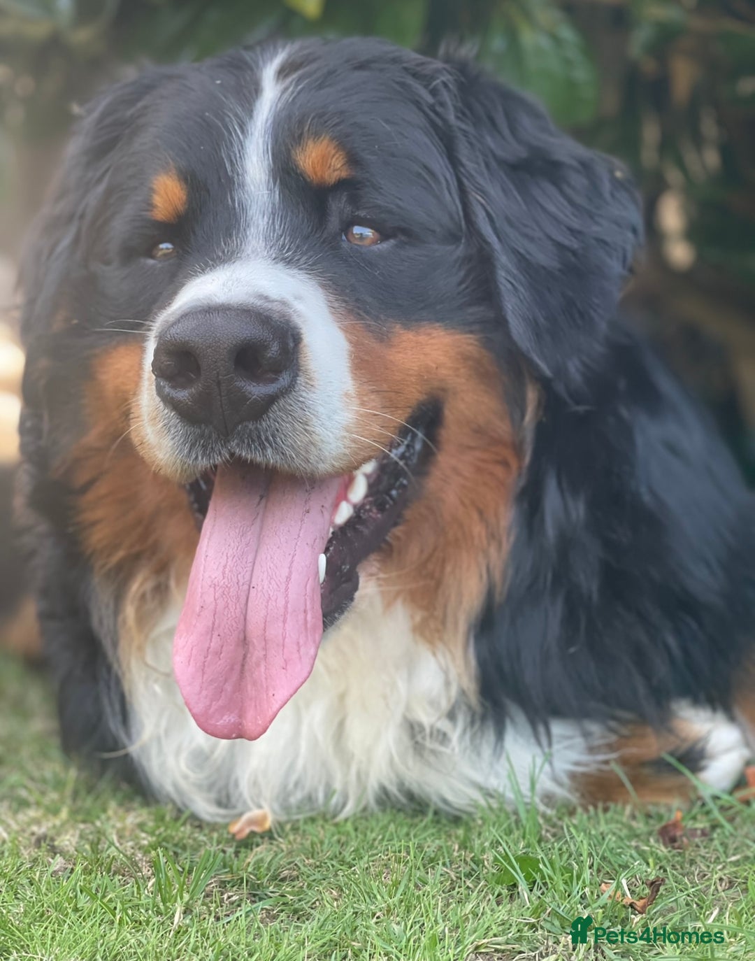 Bernese Mountain Dog dogs for stud: 🔥 CRUZ💥 TOP QUALITY BERNESE MOUNTAIN DOG STUD in Whitehaven - Image 14