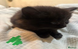 Norwegian Forest Cat cats for sale: kittens - Image 12