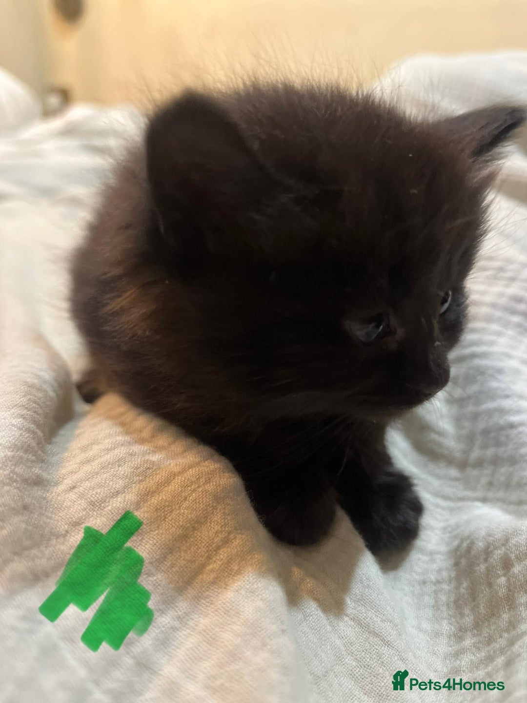 Norwegian Forest Cat cats for sale: kittens - Image 12