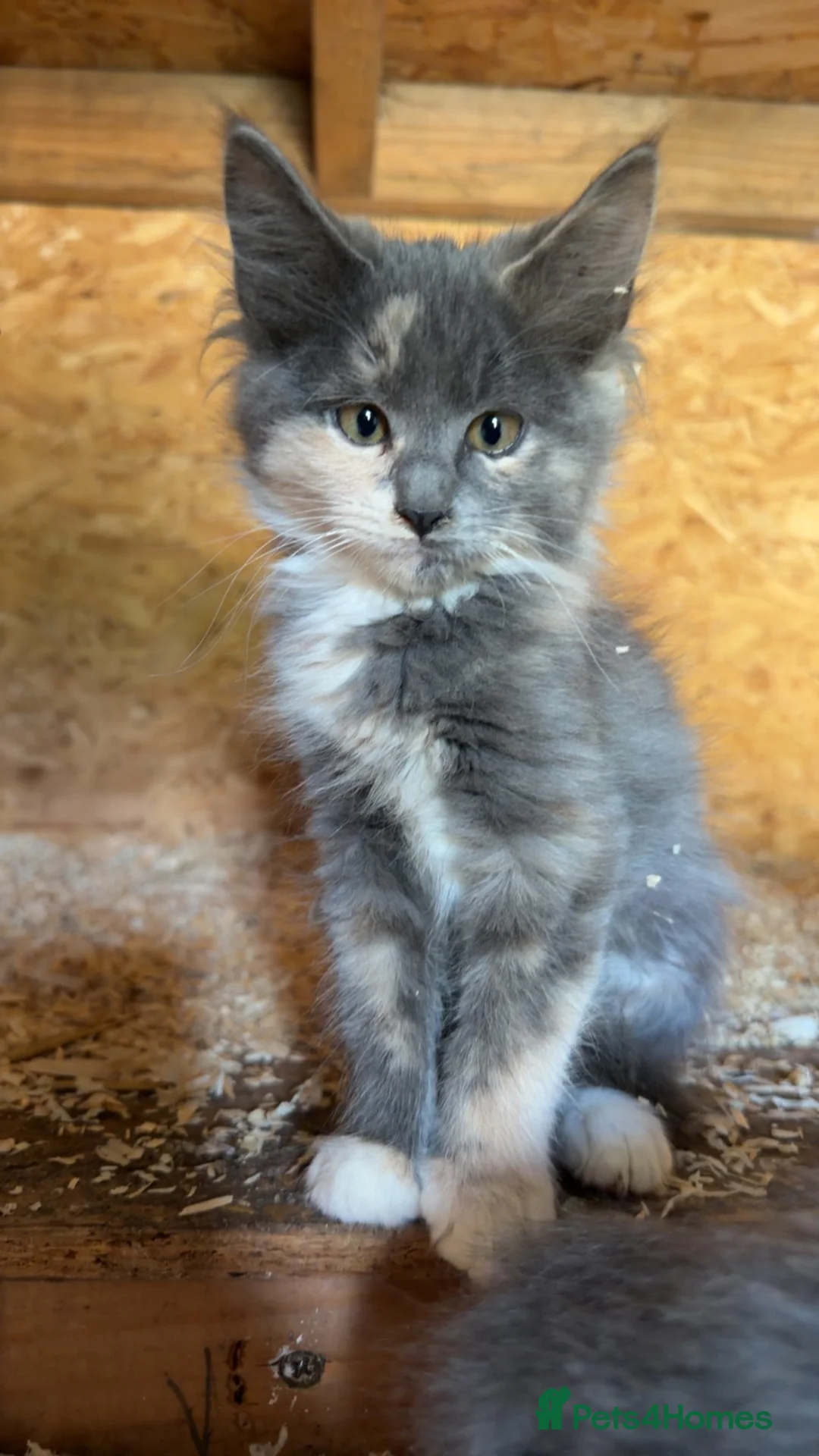 Maine Coon cats for sale: 10 week old main coon kittens🐾 in Manchester - Advert 2