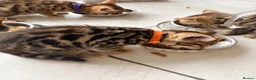 Bengal cats for sale: Quality Bengal kittens in Harrow - Advert 14