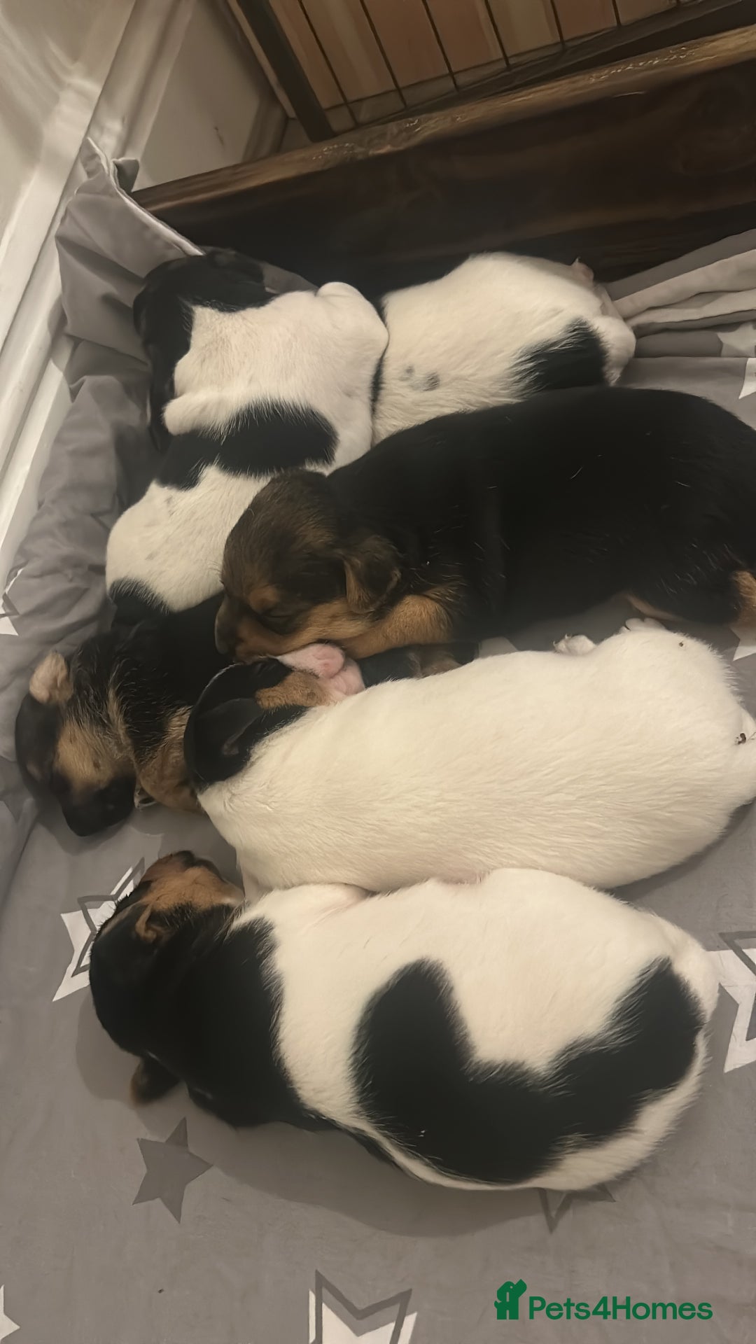 Jack Russell dogs for sale: Jack Russell Pups. 2 girls 2 boys  - Advert 13