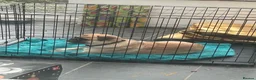 Jug dogs for sale: Pug (with about 5% jack russel mixed in)  - Advert 2
