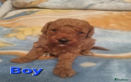 Cockapoo dogs for sale: Cockapoo  - Image 2